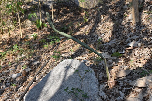 Acanthocereus cuixmalensis, photograph 2