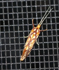 Lactura panopsia