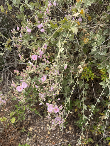 iNaturalist observation photo of Ojai bushmallow