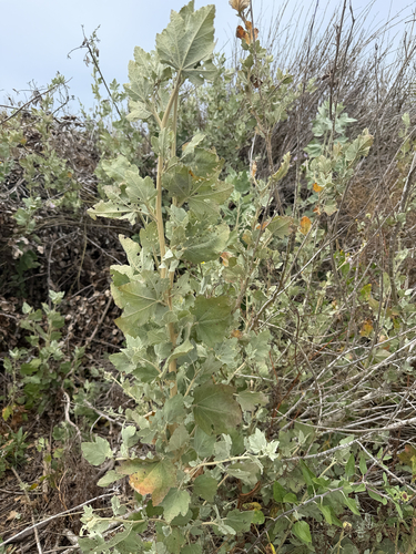 iNaturalist observation photo of Ojai bushmallow