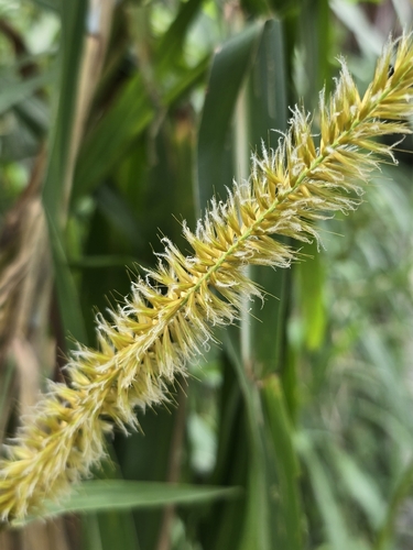 napier grass