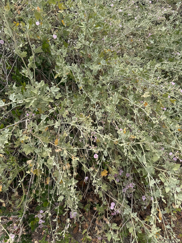 iNaturalist observation photo of Ojai bushmallow