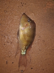 Geophagus steindachneri