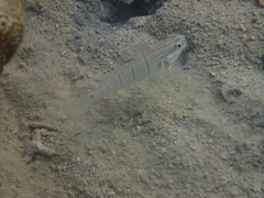 Amblygobius albimaculatus