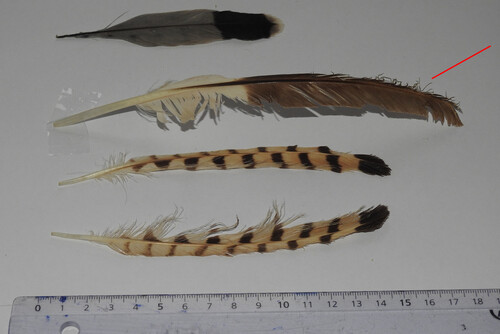 Plume de Outarde canepetière