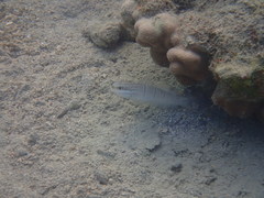 Amblygobius albimaculatus