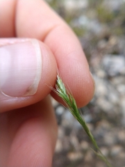 Trisetum interruptum