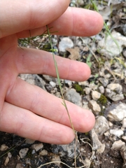 Trisetum interruptum