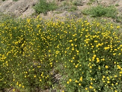 Oncosiphon pilulifer