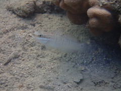 Amblygobius albimaculatus