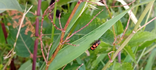 Common Froghopper