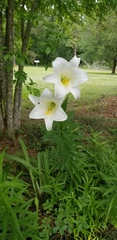 Lilium longiflorum