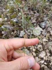 Trisetum interruptum