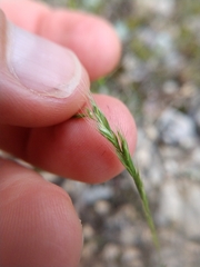 Trisetum interruptum