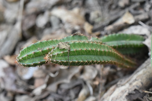 Acanthocereus cuixmalensis, photograph 1