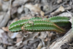 Acanthocereus cuixmalensis, photograph (c) P Gonzalez Zamora, some rights reserved (CC BY)
