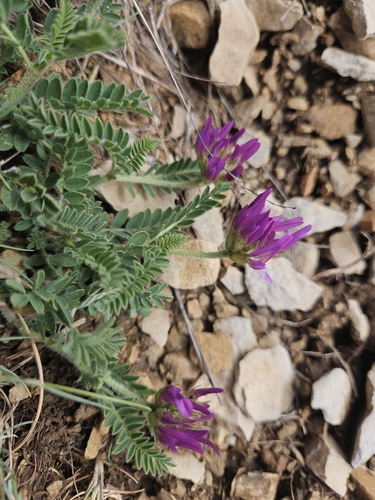 Astragalus hypoglottis