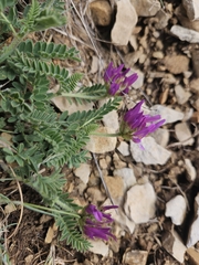 Astragalus hypoglottis