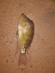 Geophagus steindachneri