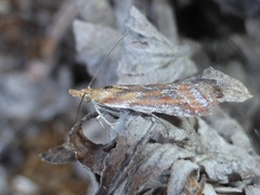 Ancylosis cinnamomella