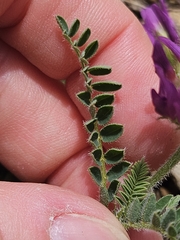 (c) Alessia Guggisberg, some rights reserved (CC BY-SA) Astragalus hypoglottis, photograph (c) Alessia Guggisberg, some rights reserved (CC BY-SA)