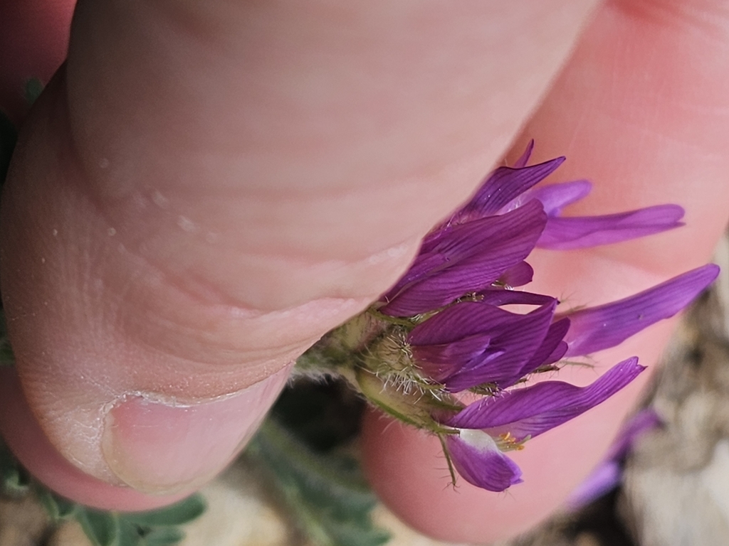 Astragalus hypoglottis; photograph (c) Alessia Guggisberg, some rights reserved (CC BY-SA)