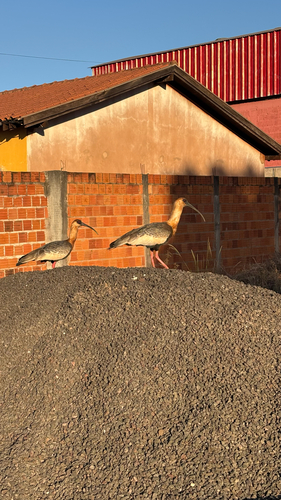 Buff-necked Ibis