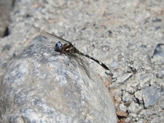 Macrothemis pseudimitans