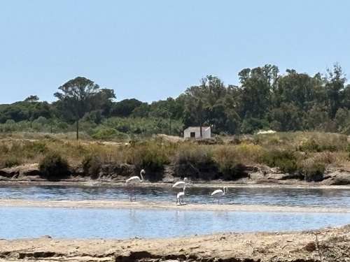 iNaturalist image