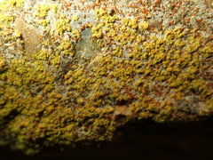 Flavoplaca arcis
