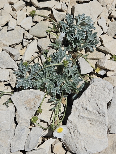 Ranunculus seguieri, photograph 2