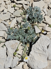 Ranunculus seguieri, photograph (c) Alessia Guggisberg, some rights reserved (CC BY-SA)