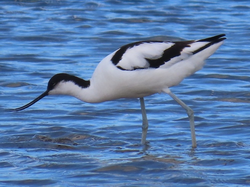 iNaturalist image