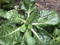 Beta vulgaris cicla