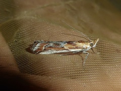 Ancylosis cinnamomella