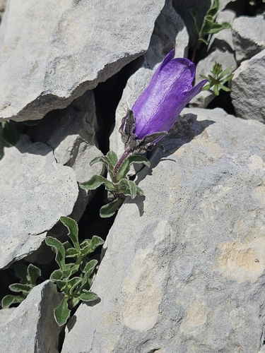 Large-flowered Bellflower