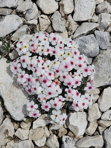 Androsace villosa