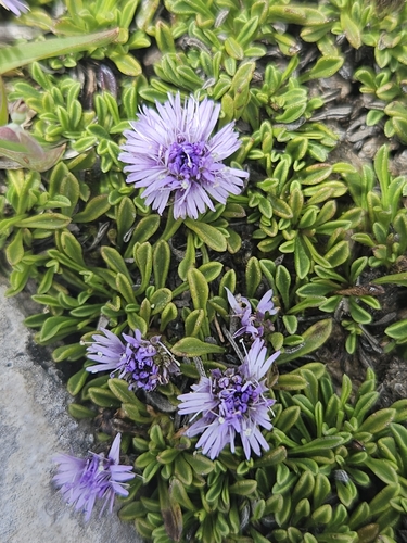 Globularia repens