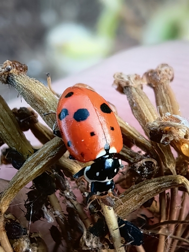 Variegated Lady Beetle