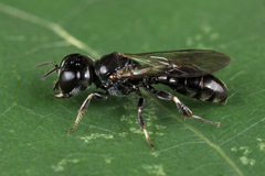 Crossocerus