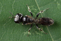 Crossocerus
