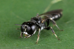 Crossocerus