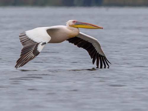 iNaturalist image