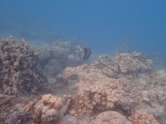 Pomacanthus maculosus