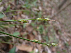 Carex communis