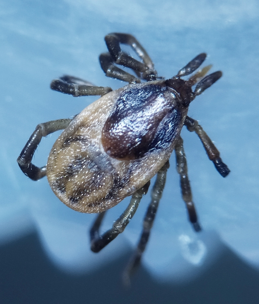 Passerine tick