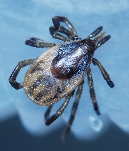 Passerine Tick (Ixodes frontalis) · iNaturalist