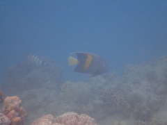 Pomacanthus maculosus