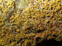 Flavoplaca arcis