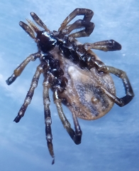 Ixodes frontalis